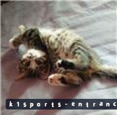 张猛